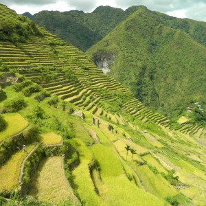 rice terraces