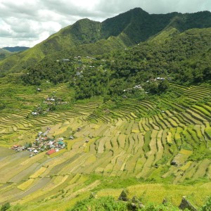 rice terraces