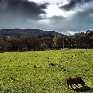 Scottish Highlander Cow