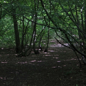 Ruislip Woods