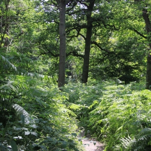 Copse Wood