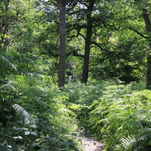 Copse Wood