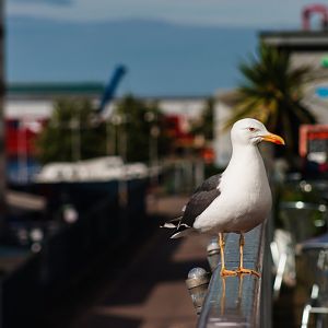 Seagull in Edinburgh