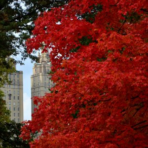 Μια καρδιά στο Central Park