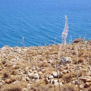 Ασκελετούρες