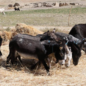 Bamyan