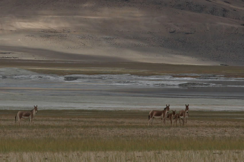 Άγρια γαϊδουράκια στην λίμνη Tso Kar