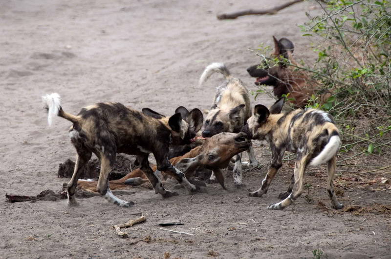 Άγρια σκυλιά με πτώμα impala