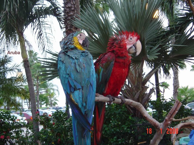 ΑΡΟΥΜΠΑ - σταγόνες φυλακισμένου παραδείσου