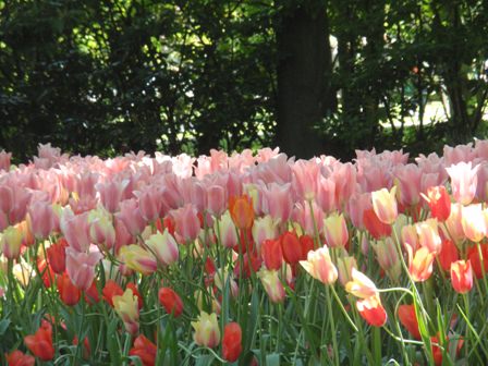 Ανθισμένο Keukenhof 3/5/2011