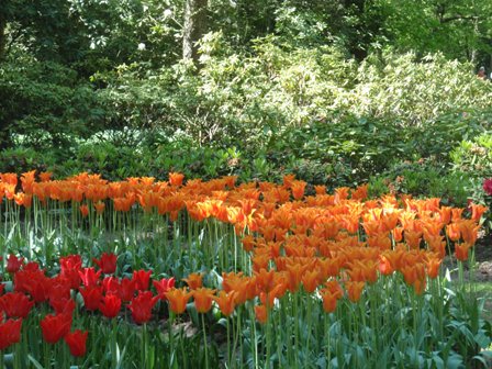 Ανθισμένο Keukenhof 3/5/2011