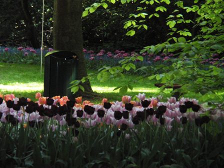 Ανθισμένο Keukenhof 3/5/2011