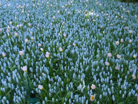 Ανθισμένο Keukenhof 3/5/2011