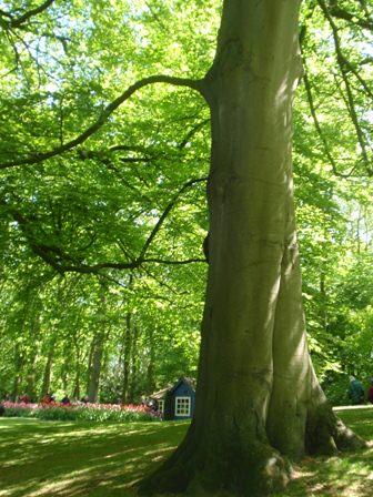 Ανθισμένο Keukenhof 3/5/2011