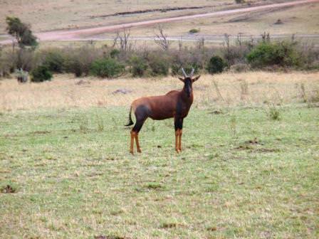 Αντιλόπη στο πάρκο Μασάι Μάρα