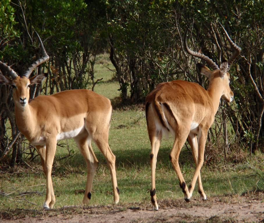 Αρσενικές γαζέλες στο πάρκο Masai Mara