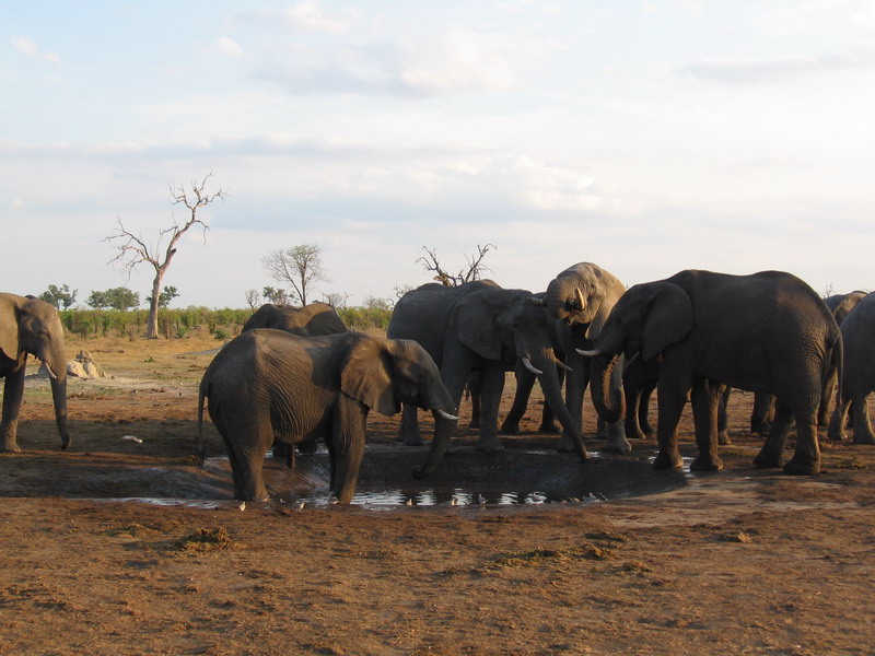 Αρσενικοί ελέφαντες στο Savute