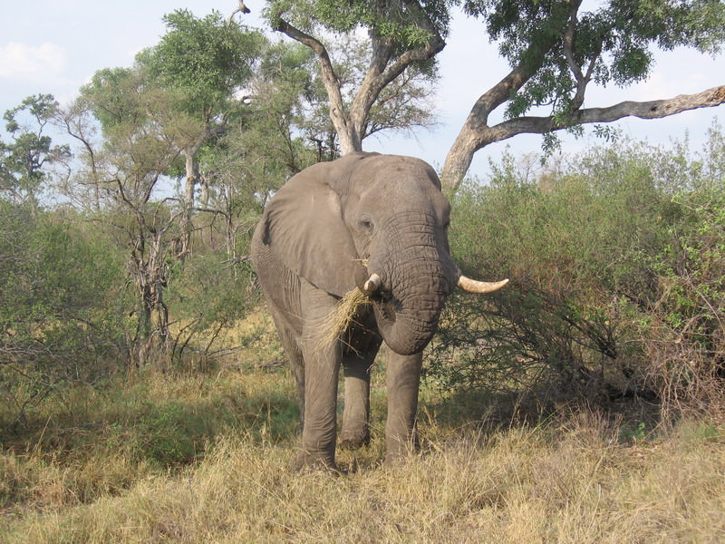 Αφρικανικός αρσενικός ελέφαντας