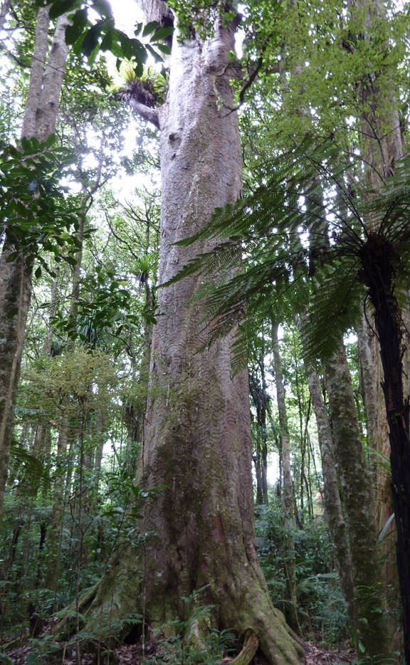 Δένδρο kauri