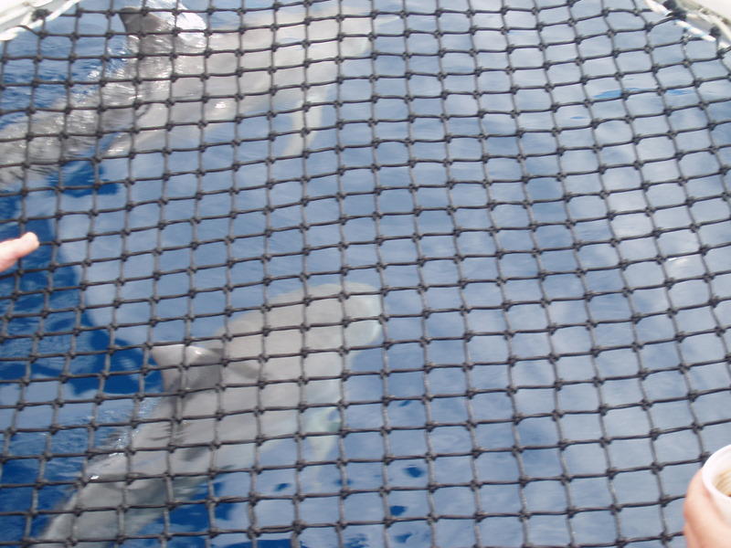 Δελφίνια κάτω από το δίχτυ