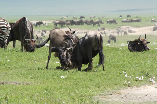 Δυο αρσενικά μονομαχούν για μια γυναίκα
