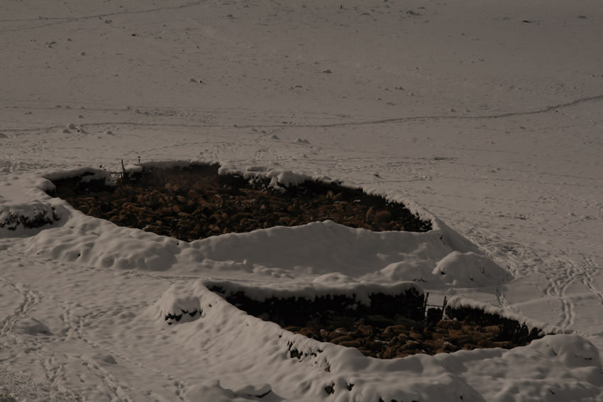 Εγκλωβισμένο κοπάδι λόγω της ξαφνικής χιονόπτωσης. Το χορτάρι καλύφθηκε και οι νομάδες μάλλον θα πρέπει να κατεβάσουν επιγόντως το κοπάδι τους σε χαμηλότερο υψόμετρο γαι να βρουν τροφή