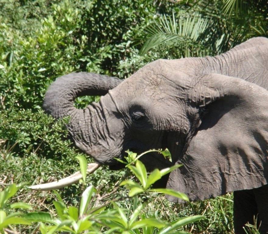 Ελέφαντας ταϊζει το μωρό του στο πάρκο Μασάι Μάρα.
