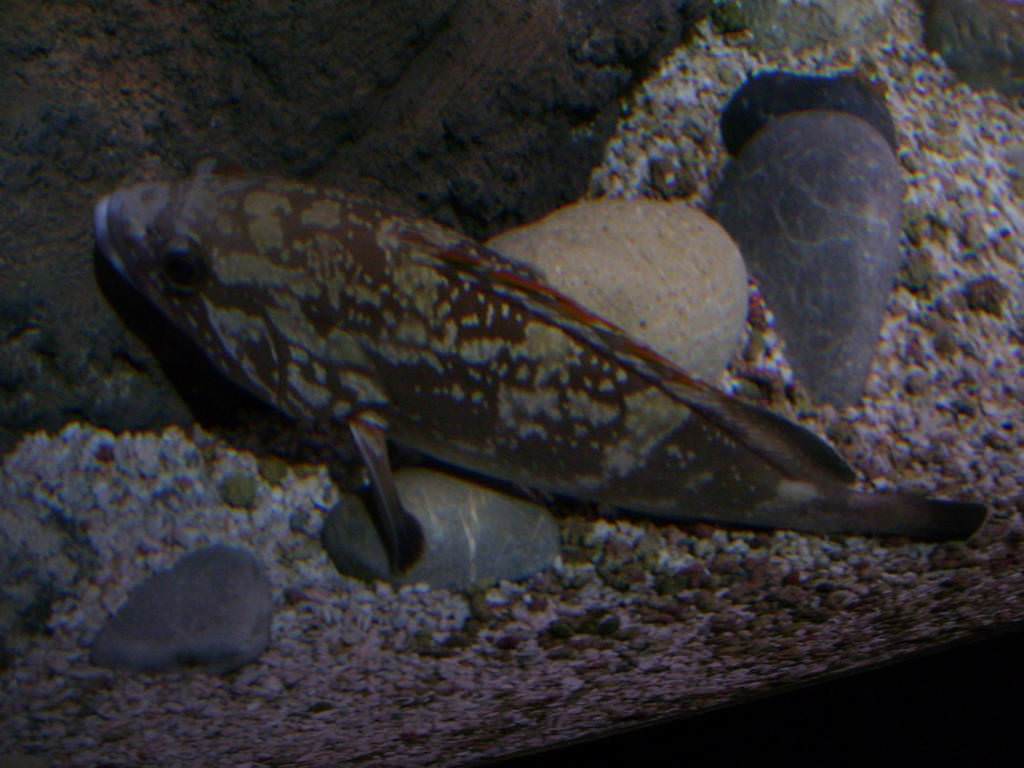 Ενυδρείο Κρήτης