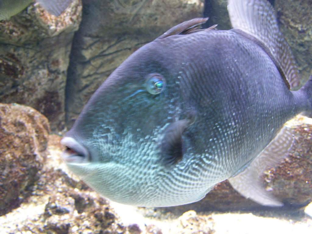 Ενυδρείο Κρήτης