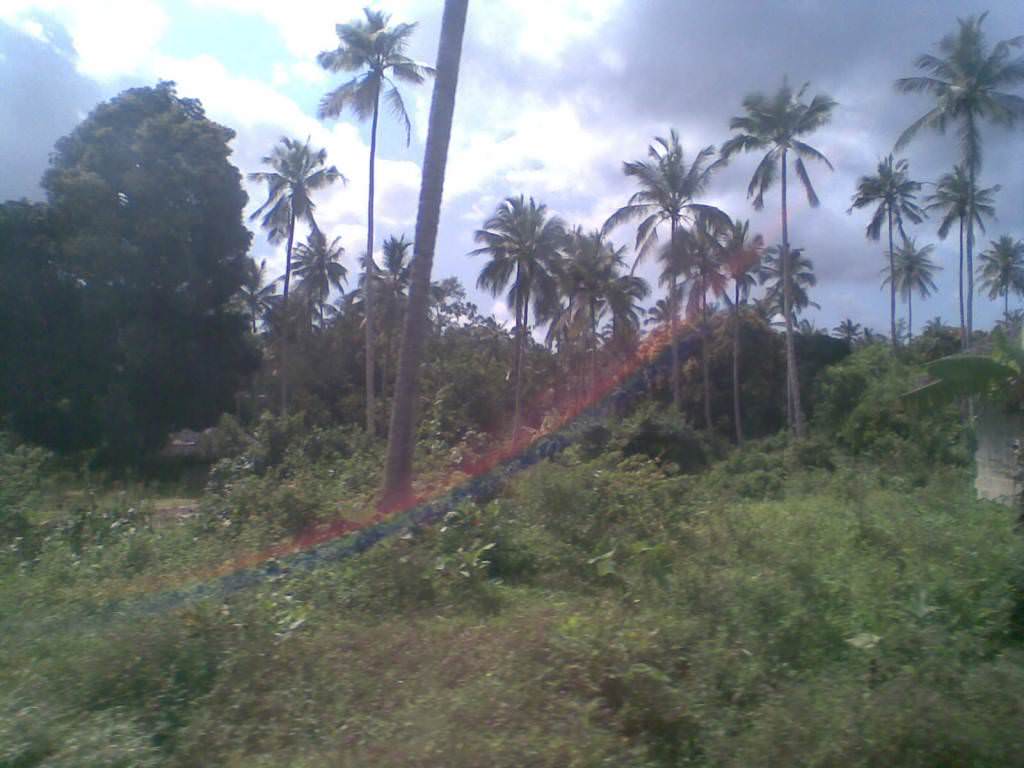 ΖΑΝΖΙΒΑΡΗ - ΤΑΝΖΑΝΙΑ