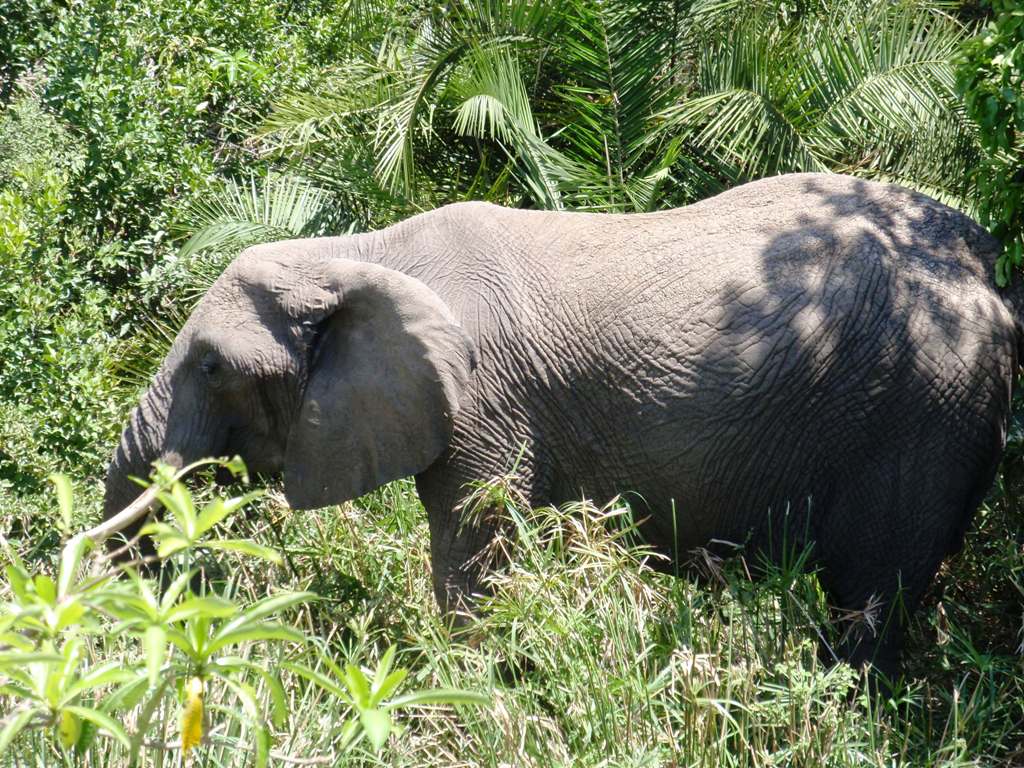Θηλυκός ελέφαντας στο πάρκο Μασάι Μάρα