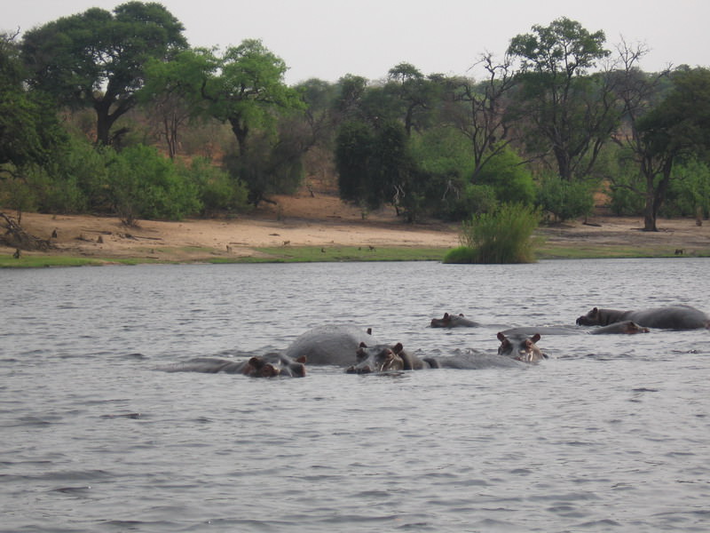 Ιπποπόταμοι στον Chobe