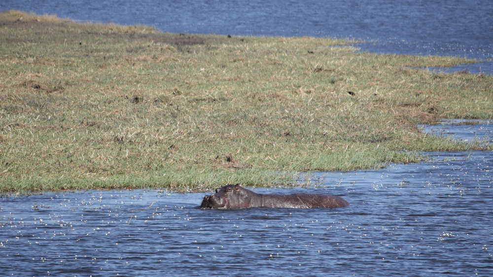 Ιπποπόταμος
