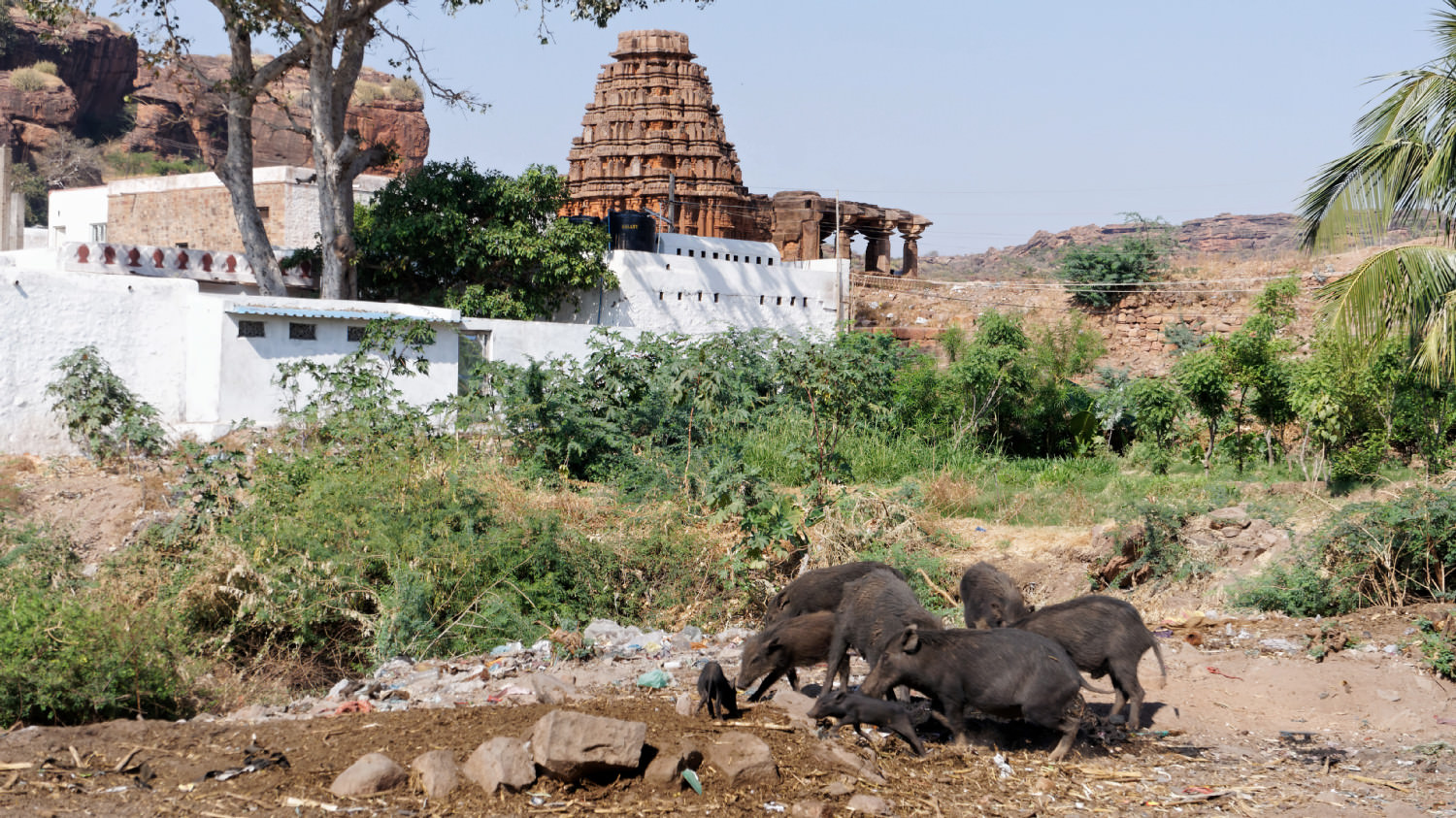 Κατοικίδια....Badami, Karnataka