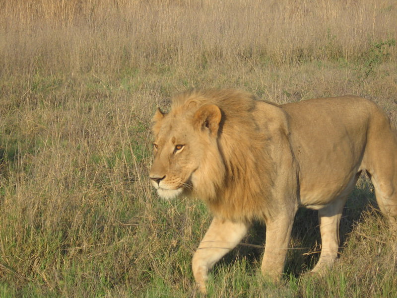 Λέων πλησιάζει...