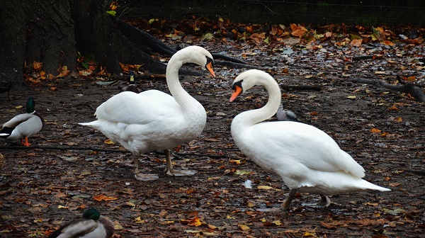 Λίμνη Της Αγάπης (Minnewater)