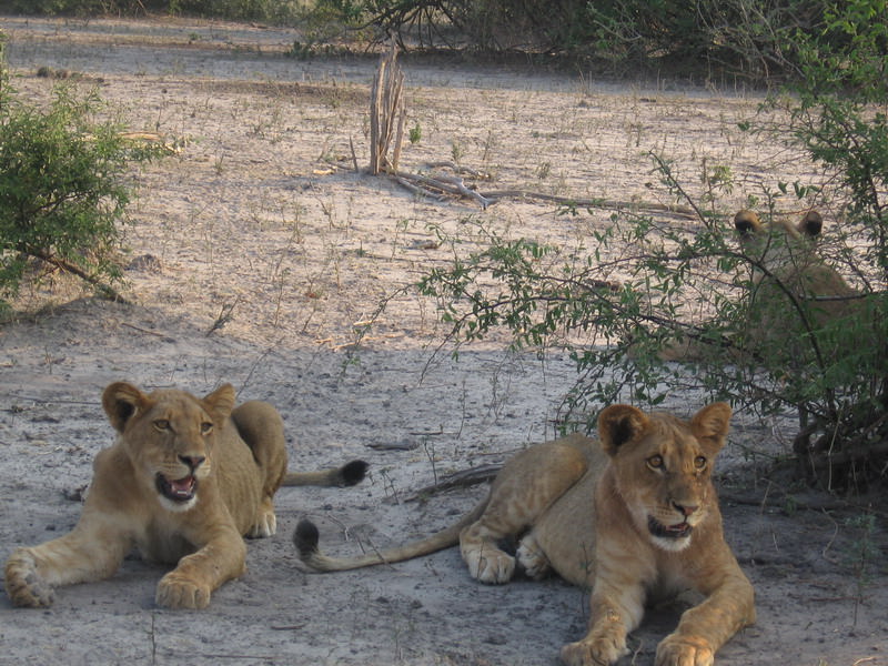 Λιοντάρια στο Chobe