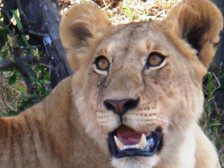 Λιοντάρι κάτοικος του πάρκου Μασάι Μάρα