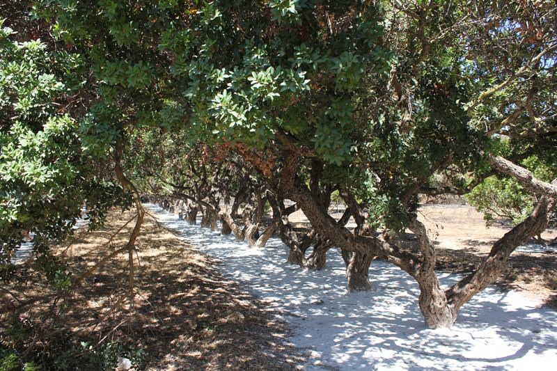 Μαστιχόδεντρα