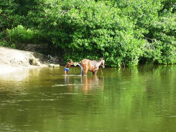 Μπάνιο αλόγου στο ποτάμι