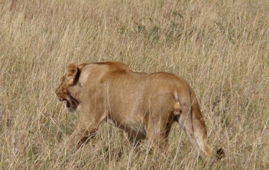 Νεαρό αρσενικό λιοντάρι πλησιάζει για εκφοβισμό...