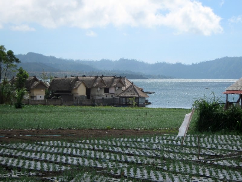 Ορυζώνες στη λίμνη Batur