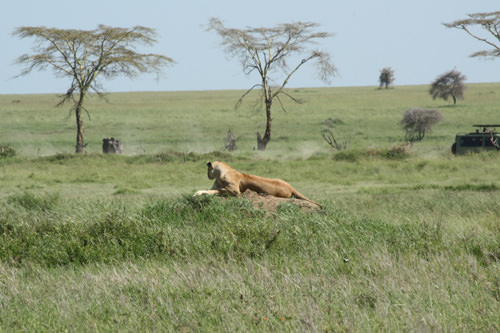 Ο άρχοντας στο Serengeti