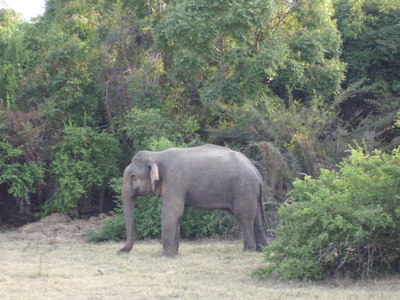 Ο πρώτος μου ελέφαντας
