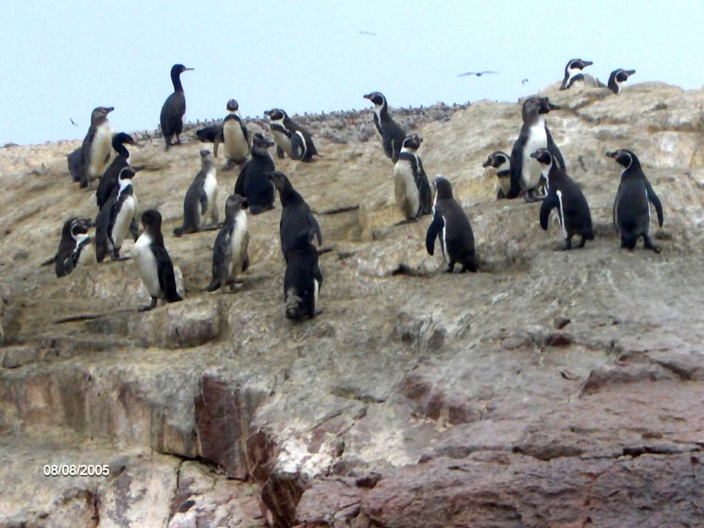 Πιγκουίνοι ( τόσο μακρια  απ την Ανταρκτική)