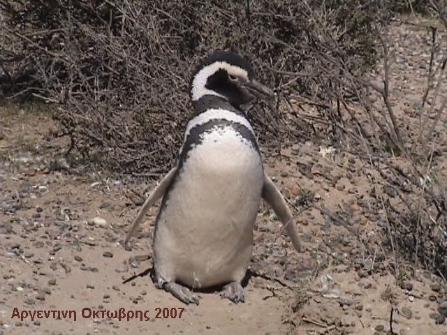 Πιγκουινος σε ποζα για φωτογραφηση