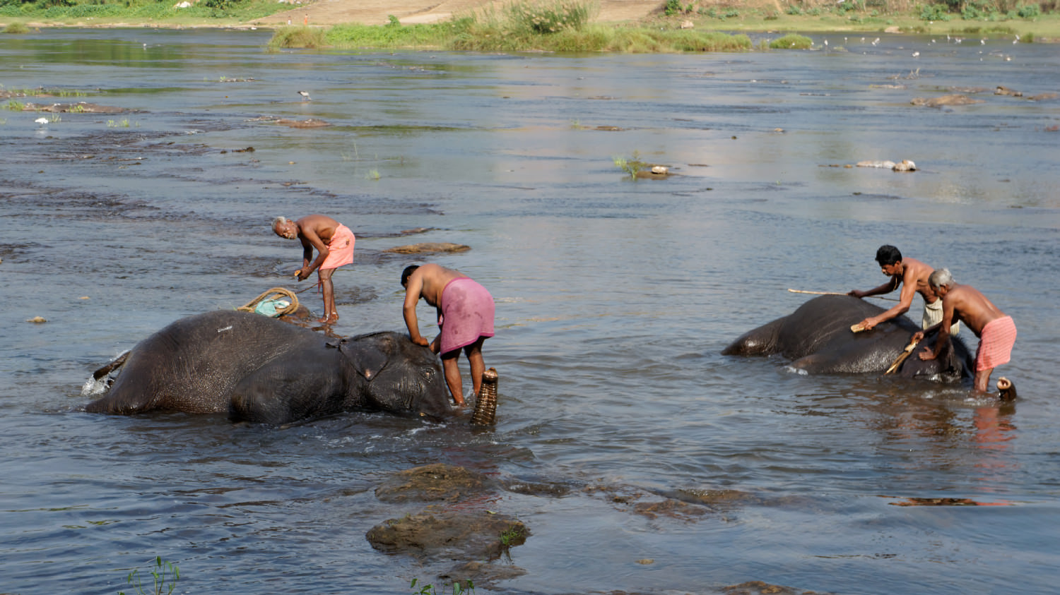 Πλύσιμο ελεφάντων στο δρόμο για το Munnar. Μια δυσάρεστη εμπειρία λόγω της ταλαιπωρίας των ζωντανών.