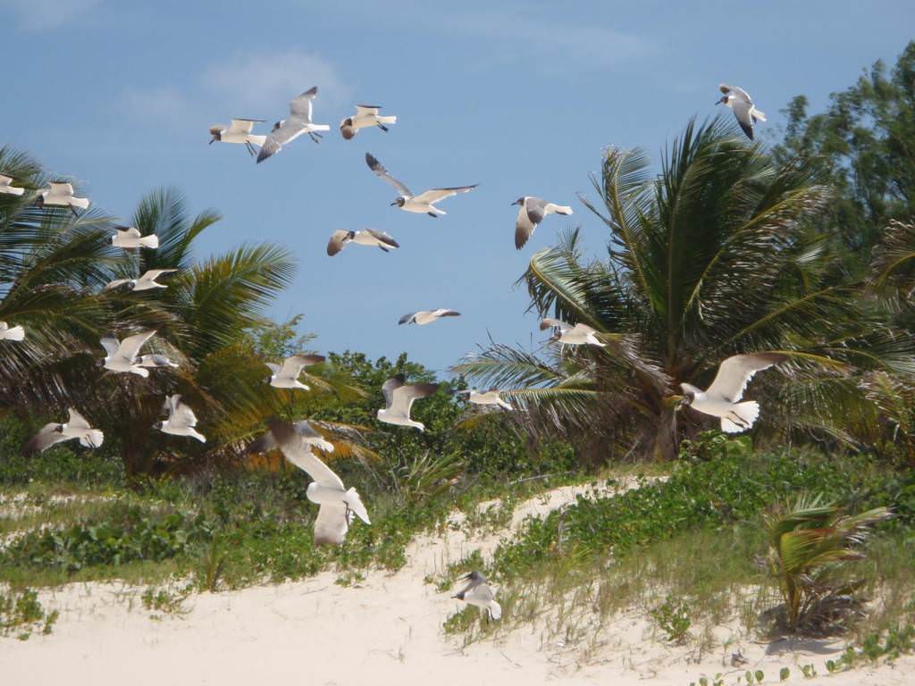 Πουέρτο Ρίκο, Καραιβική