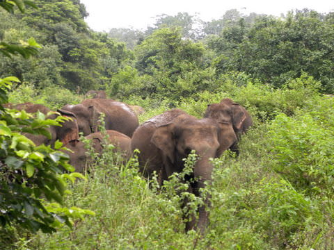 ΣΑΦΑΡΙ ΕΛΕΦΑΝΤΩΝ