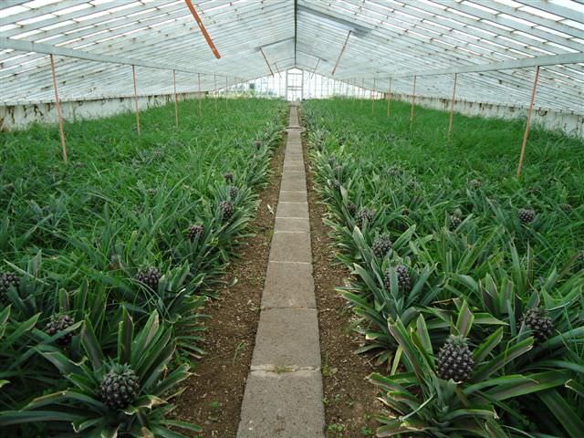 Σάο Μιγκέλ (Faja de Baixo-Pineapple greenhouse)